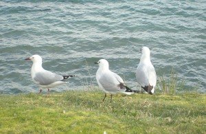 Three birds on Lake Taupo, New Zealand